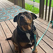 Haven is registered to the contest to win money with this photo: dog, canine, pet, portrait, sitting, brown_fur, black_fur, white_chest, floppy_ears, collar, leash, outdoor, porch, wooden_deck, railing, grass, lawn, rug, daylight, looking_up