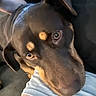 Haven is registered to the contest to win money with this photo: dog, puppy, brown_dog, close_up, snout, nose, eyes, ears, paws, fur, pet, animal, indoor, vehicle, seat, lap, portrait, curious, funny, photography