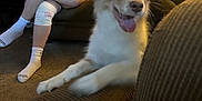 Milo Cooper is registered to the contest to win money with this photo: dog, couch, person, indoor, carpet, bandage, socks, glasses, cap, snacking, brown_furniture, blurred, happy_dog, casual_clothing, relaxed, home, people, seated, living_room, tongue_out