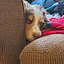 Milo Cooper is registered to the contest to win money with this photo: dog, puppy, sleeping, couch, brown_couch, blanket, toy, cozy, indoor, pet, fur, rest, comfort, relaxation, closeup, face, nose, ear, home, furniture
