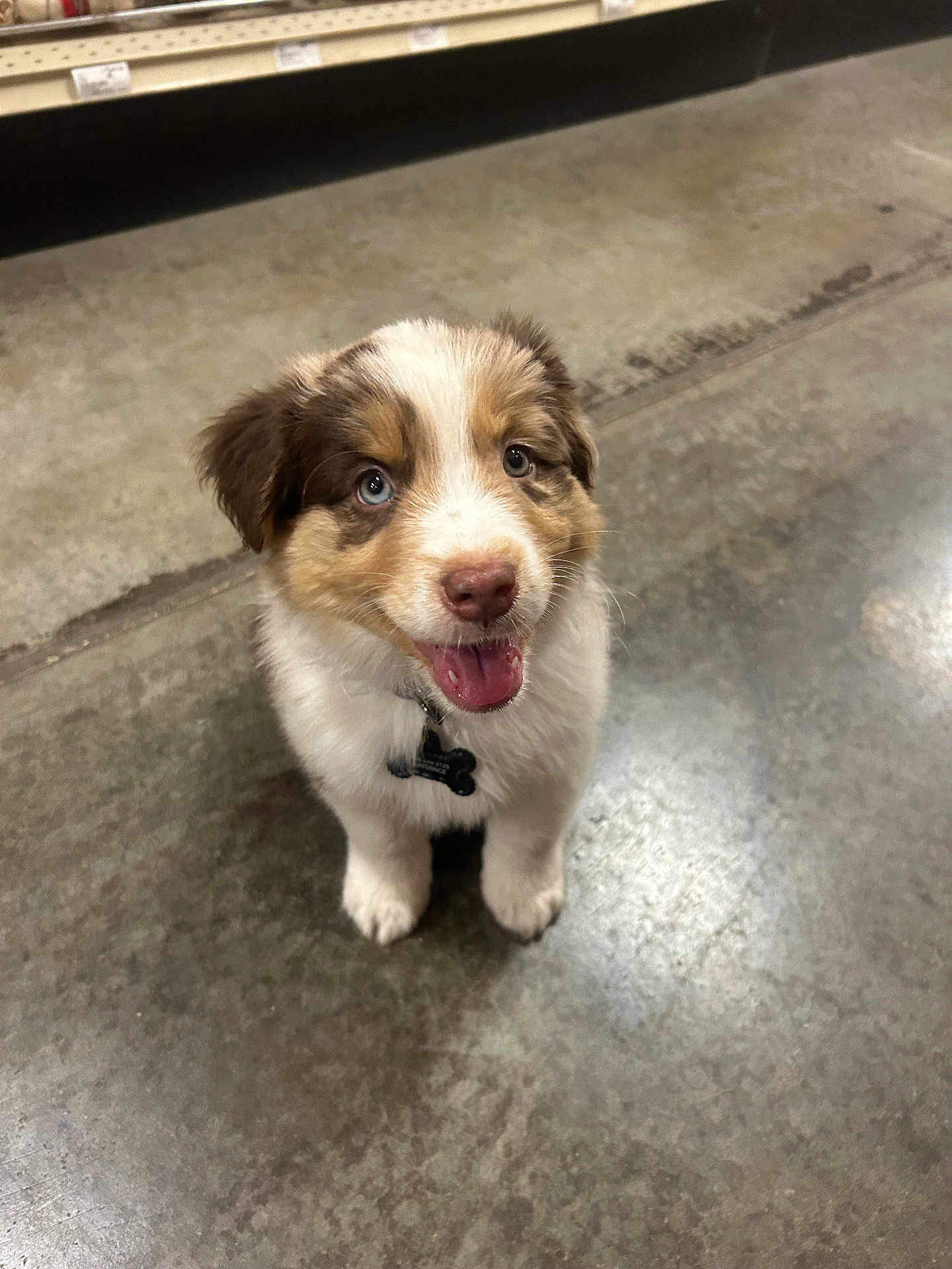 Milo Cooper is registered to the contest to win money with this photo: puppy, dog, blue_eyes, fluffy, tag, collar, pet, indoor, floor, concrete, sitting, cute, young, animal, friendly, adorable, canine, brown, white, happy