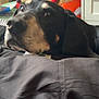 dog, black_dog, resting, indoor, close_up, bed, blanket, furniture, clutter, toy, red_object, yellow_object, shelf, paper, drawer, black_surface, animal, pet, relaxed, nose