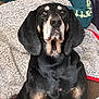 dog, black_dog, tan_markings, pet, sitting, blanket, cozy, indoors, couch, person, hoodie, relaxed, fur, ears, nose, face, companion, portrait, animal, home
