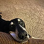 dog, close_up, resting, brown, carpet, indoor, pet, canine, texture, face, snout, black, white, fur, home, animal, looking_up, cozy, soft_light, companion
