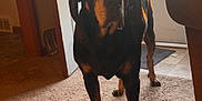Dixie Lee is registered to the contest to win money with this photo: dog, indoor, carpet, door, window, sunlight, pet, animal, black_and_tan, floor, home, curious, standing, tail, legs, ears, snout, shadow, furniture, mat