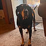 dog, indoor, carpet, door, window, sunlight, pet, animal, black_and_tan, floor, home, curious, standing, tail, legs, ears, snout, shadow, furniture, mat