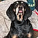 Dixie Lee