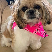 Sasha joined the competition — help win amazing prizes! dog, fluffy, bandana, pink, cute, pet, indoor, sofa, fur, small_dog, portrait, animal, companion, canine, adorable, looking_at_camera, domestic, friendly, sitting, face