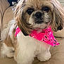 dog, fluffy, bandana, pink, cute, pet, indoor, sofa, fur, small_dog, portrait, animal, companion, canine, adorable, looking_at_camera, domestic, friendly, sitting, face