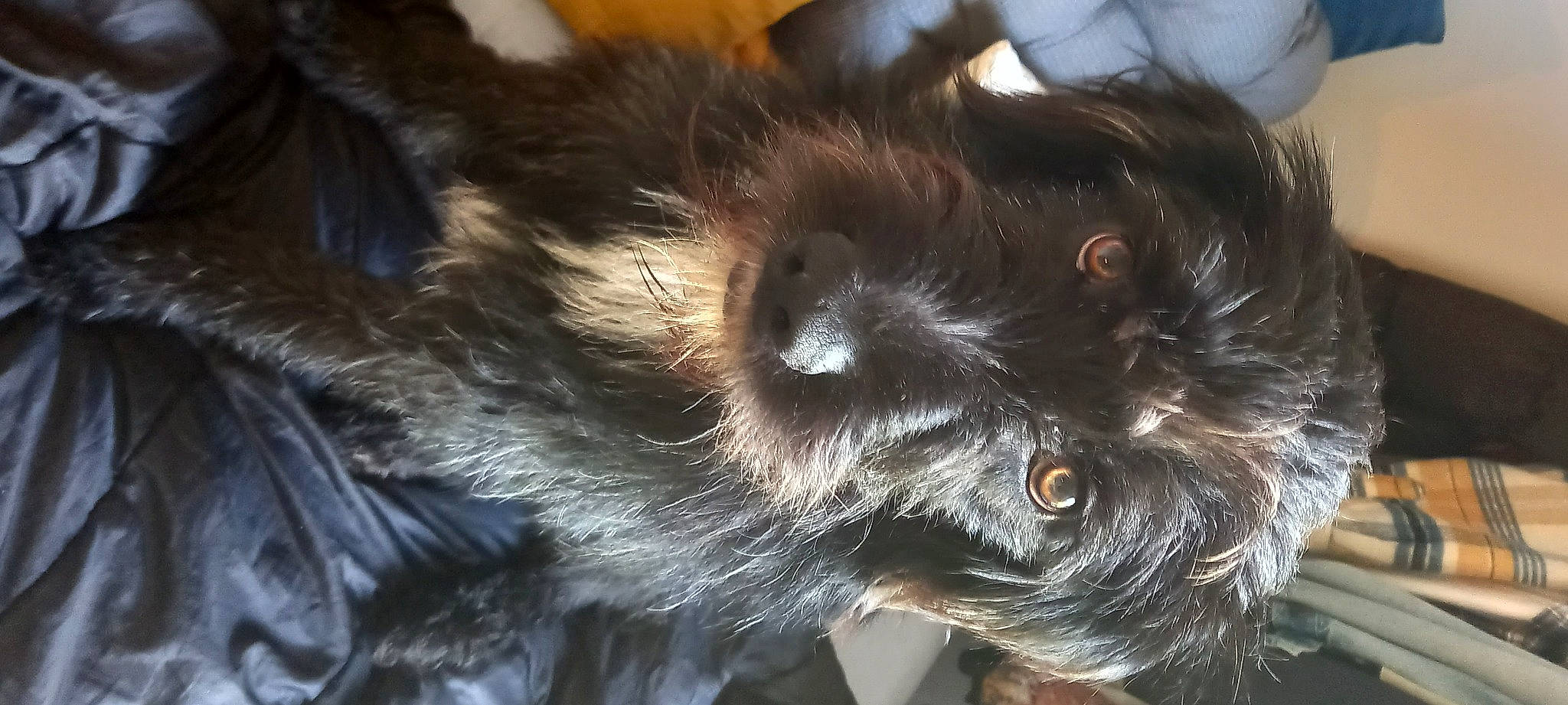 Dino participe au concours pour gagner de l'argent avec cette photo : canidae, carnivore, close_up, companion_dog, dog, dog_breed, ear, fur, liver, paw, small_terrier, snout, sporting_group, terrestrial_animal, terrier, toy_dog, whiskers, working_animal