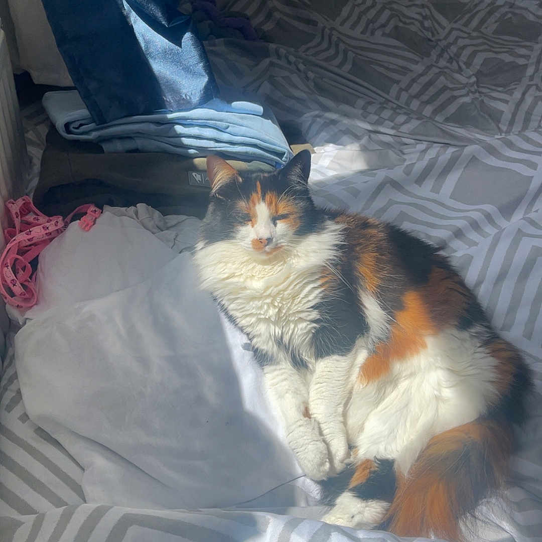 Luna joined the competition — help win amazing prizes! animal, bed, bedding, blanket, calico, cat, comfort, cozy, domestic, feline, fur, indoor, pattern, pet, pillows, relaxation, resting, sleepy, sunlight, warmth