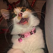 Luna is registered to the contest to win money with this photo: cat, calico, pet, indoor, collar, bell, fur, whiskers, paw, feline, animal, cute, expression, mouth_open, green_eyes, household, bicycle, couch, closeup, playful