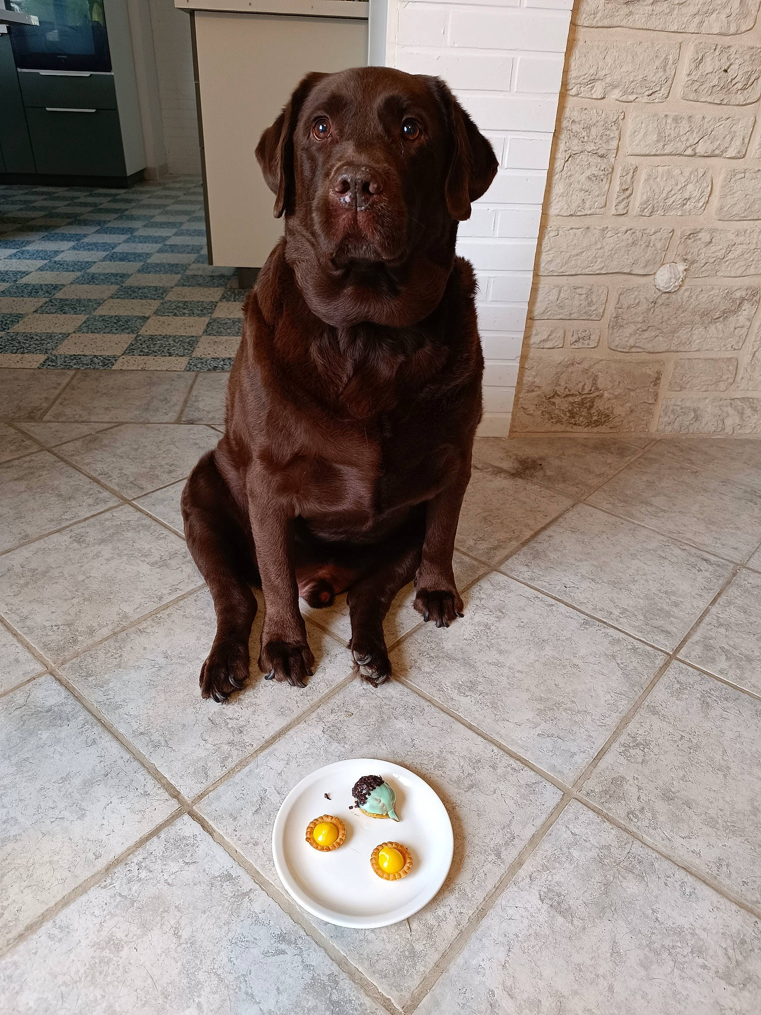 Lewis participe au concours pour gagner de l'argent avec cette photo : borador, cabinetry, canidae, carnivore, companion_dog, cupboard, dog, dog_breed, dog_collar, drawer, fawn, floor, flooring, fur, gun_dog, hardwood, liver, snout, wood, working_animal