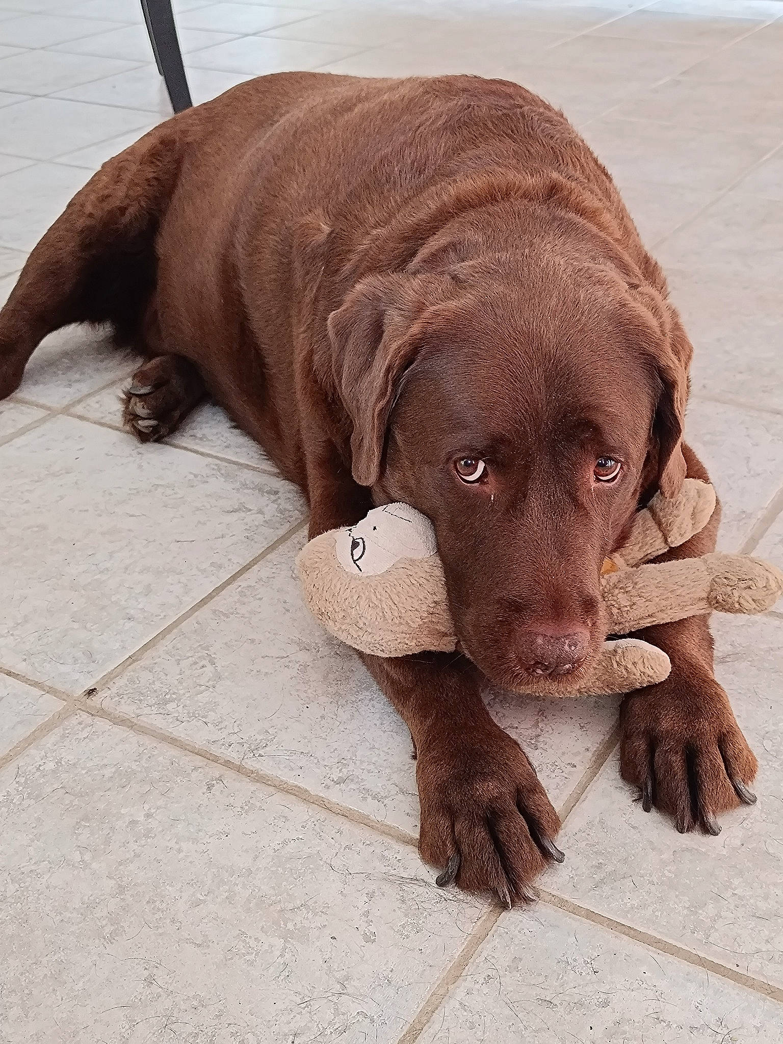 Lewis participe au concours pour gagner de l'argent avec cette photo : canidae, carnivore, companion_dog, dog, dog_breed, fawn, flooring, hunting_dog, liver, snout, sporting_group, terrestrial_animal, working_animal