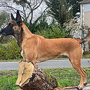 Ricci a rejoint le concours — aidez-le/la à gagner de superbes lots ! animal, canine, dog, germanshepherd, grass, grove, land, nature, outdoors, pet, plant, policedog, pottedplant, puppy, tree, treestump, treetrunk, vegetation, wood, woodland