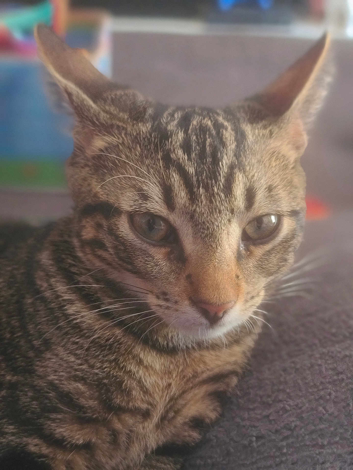 Mowgli