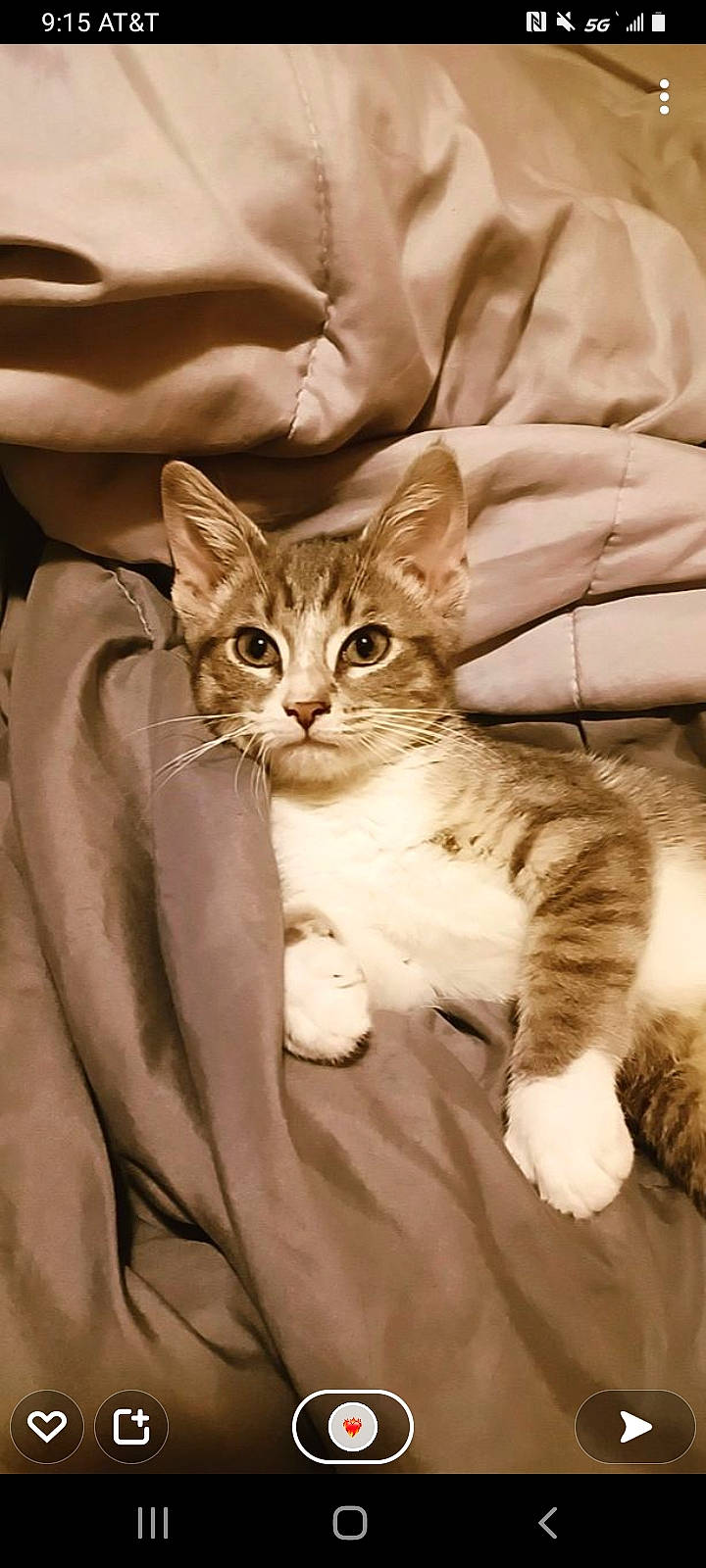 Slash is registered to the contest to win money with this photo: carnivore, cat, claw, comfort, couch, domestic_short_haired_cat, eye, fawn, felidae, fur, gesture, head, human_leg, leg, linens, paw, sitting, small_to_medium_sized_cats, snout, whiskers