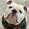 Beau is registered to the contest to win money with this photo: adorable, animal, bandana, bulldog, canine, closeup, cute, dog, face, friendly, green, indoors, looking_up, mammal, pet, plaid, portrait, red, white_dog, wrinkles