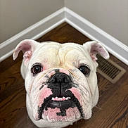 Beau is registered to the contest to win money with this photo: bulldog, dog, pet, close_up, face, white, black_markings, pink_markings, floor, wood_floor, indoor, corner, wall, baseboard, looking_up, eyes, mouth, teeth, animal, canine