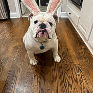 Beau joined the competition — help win amazing prizes! animal, appliance, bulldog, bunny_ears, cabinet, costume, cute, dog, domestic_animal, floor, funny, indoor, kitchen, looking_at_camera, pet, pet_accessory, portrait, standing, white_dog, wooden_floor