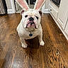 animal, appliance, bulldog, bunny_ears, cabinet, costume, cute, dog, domestic_animal, floor, funny, indoor, kitchen, looking_at_camera, pet, pet_accessory, portrait, standing, white_dog, wooden_floor