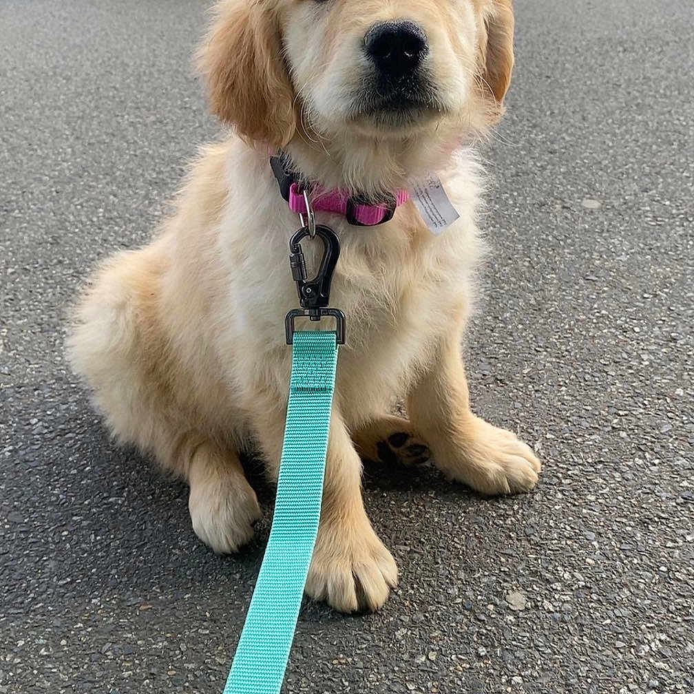 Avana participe au concours pour gagner de l'argent avec cette photo : adorable, animal, canine, collar, curious, cute, dog, fluffy, golden_retriever, leash, outdoor, pavement, pet, puppy, road, sitting, street, urban, walking, young