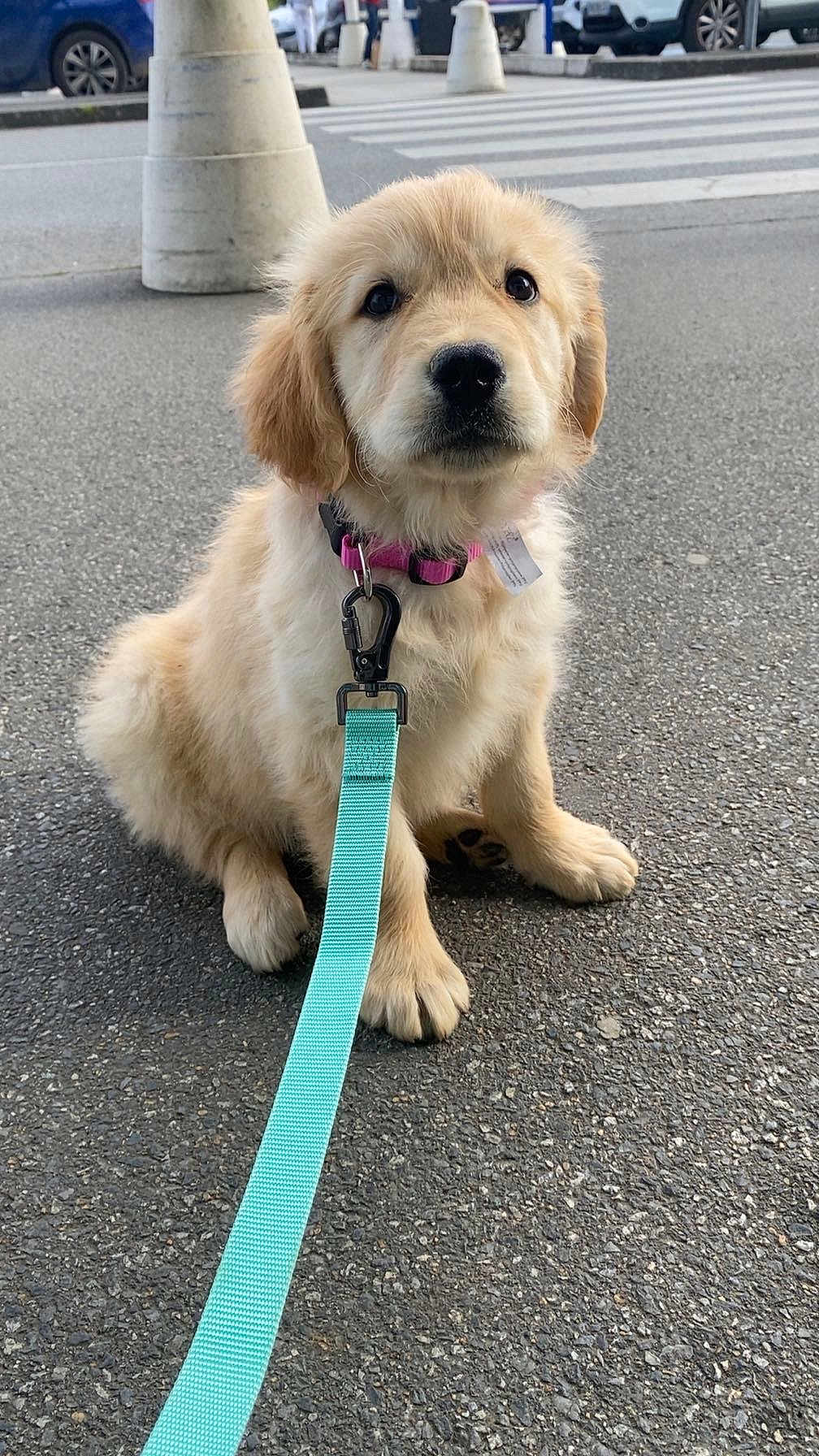 Avana participe au concours pour gagner de l'argent avec cette photo : puppy, golden_retriever, dog, leash, collar, pavement, street, urban, pet, animal, cute, sitting, young, fluffy, outdoor, walking, road, curious, adorable, canine