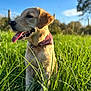Avana a rejoint le concours — aidez-le/la à gagner de superbes lots ! dog, golden_retriever, grass, outdoor, nature, sunlight, blue_sky, pet, animal, tongue_out, bandana, greenery, summer, happy, canine, field, daytime, fur, mammal, portrait
