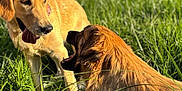 Avana participe au concours pour gagner de l'argent avec cette photo : dog, golden_retriever, grass, outdoor, sunlight, playing, tongue_out, nature, pets, canine, animal, field, happy, summer, muzzle, fur, daylight, tongue, two_dogs, playful
