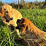 dog, golden_retriever, grass, outdoor, sunlight, playing, tongue_out, nature, pets, canine, animal, field, happy, summer, muzzle, fur, daylight, tongue, two_dogs, playful