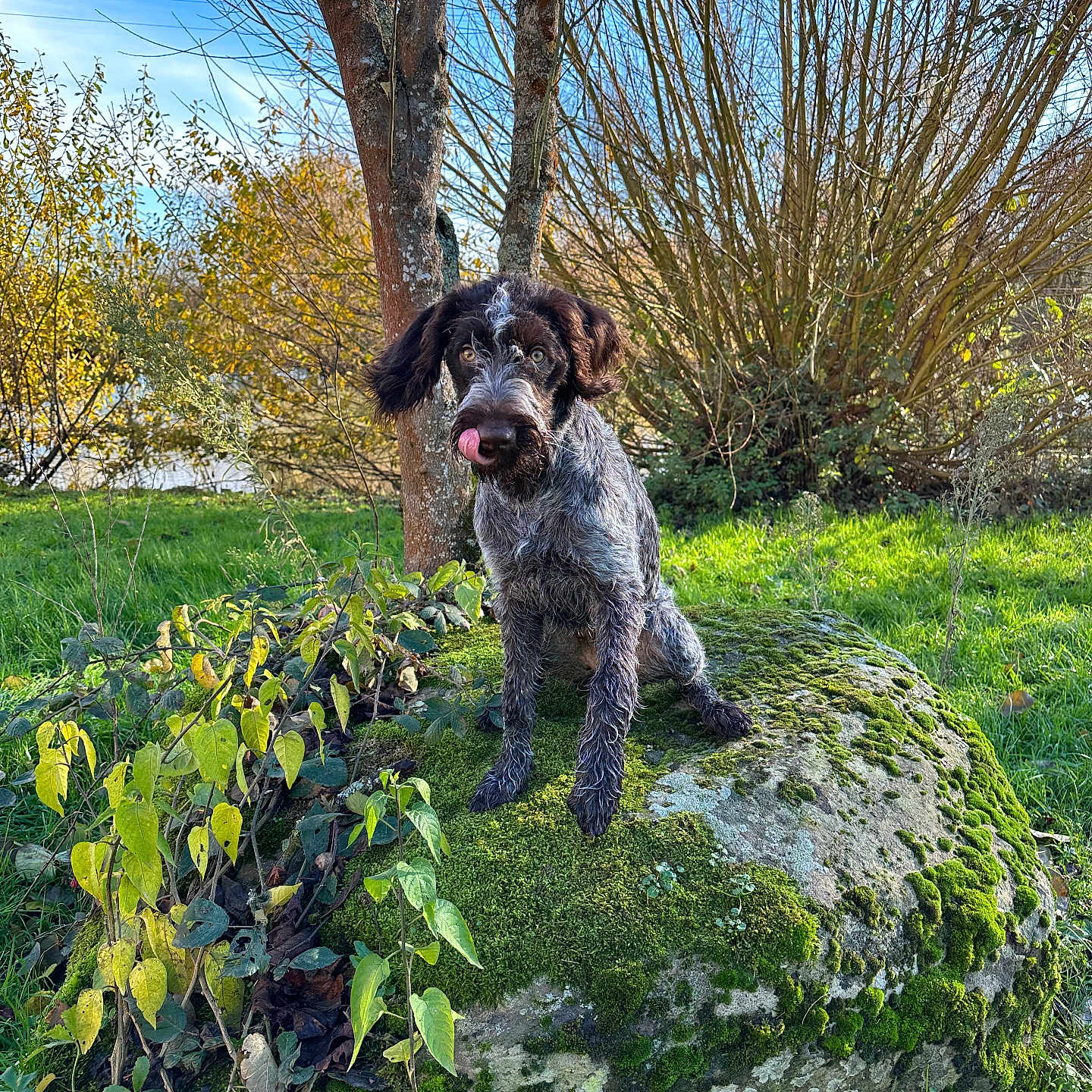 Volga participe au concours pour gagner de l'argent avec cette photo : animal, canine, dog, grass, green, grove, herbal, herbs, land, moss, nature, outdoors, pet, plant, rock, soil, tree, treetrunk, vegetation, woodland
