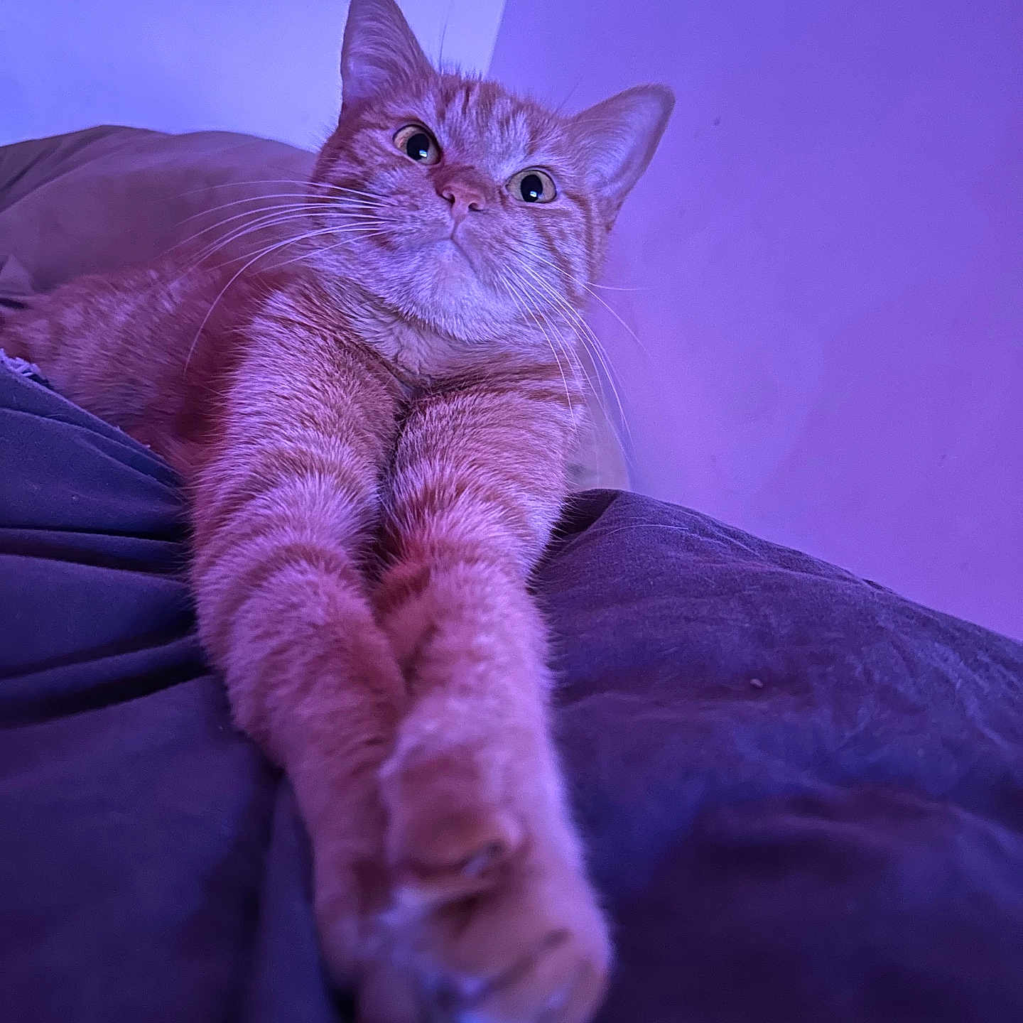 Nala