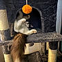 cat, cat_tree, orange_toy, fluffy_tail, indoor, pet, playful, feline, scratching_post, cozy, fur, whiskers, paws, curious, mischievous, household, animal, resting, climbing, toy