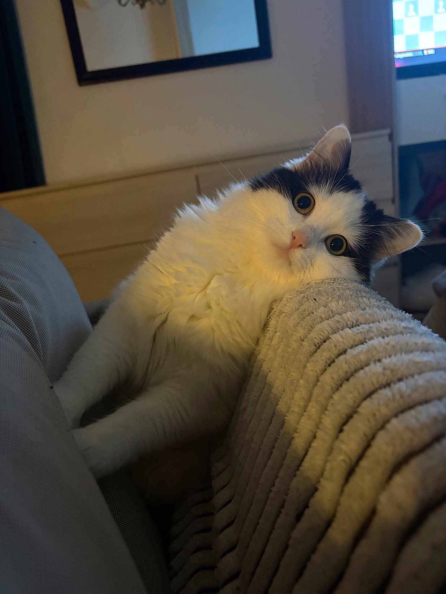 Meïka a rejoint le concours — aidez-le/la à gagner de superbes lots ! cat, white_cat, black_and_white_cat, fluffy_cat, indoor, pet, feline, curious, wide_eyes, blanket, textured_blanket, cozy, relaxed, head_tilt, fur, whiskers, couch, home, domestic_animal, cute