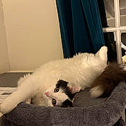 Meïka participe au concours pour gagner de l'argent avec cette photo : cat, fluffy, white, black, cat_tree, indoor, curtains, window, reflection, stretching, pet, feline, cozy, fur, relaxed, looking, soft_texture, home, animal, resting