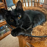 Nova is registered to the contest to win money with this photo: black_cat, cat, pet, animal, basket, furniture, wood, indoor, curious, paw, yellow_eyes, cozy, relaxed, close_up, whiskers, feline, home, chair, natural_light, playful