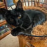 black_cat, cat, pet, animal, basket, furniture, wood, indoor, curious, paw, yellow_eyes, cozy, relaxed, close_up, whiskers, feline, home, chair, natural_light, playful