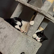 Blu is registered to the contest to win money with this photo: abyssinian, animal, armchair, blackcat, canine, cat, chair, couch, dog, furniture, homedecor, indoors, kitten, linen, manx, person, pet, shelf, siamese, sleeping