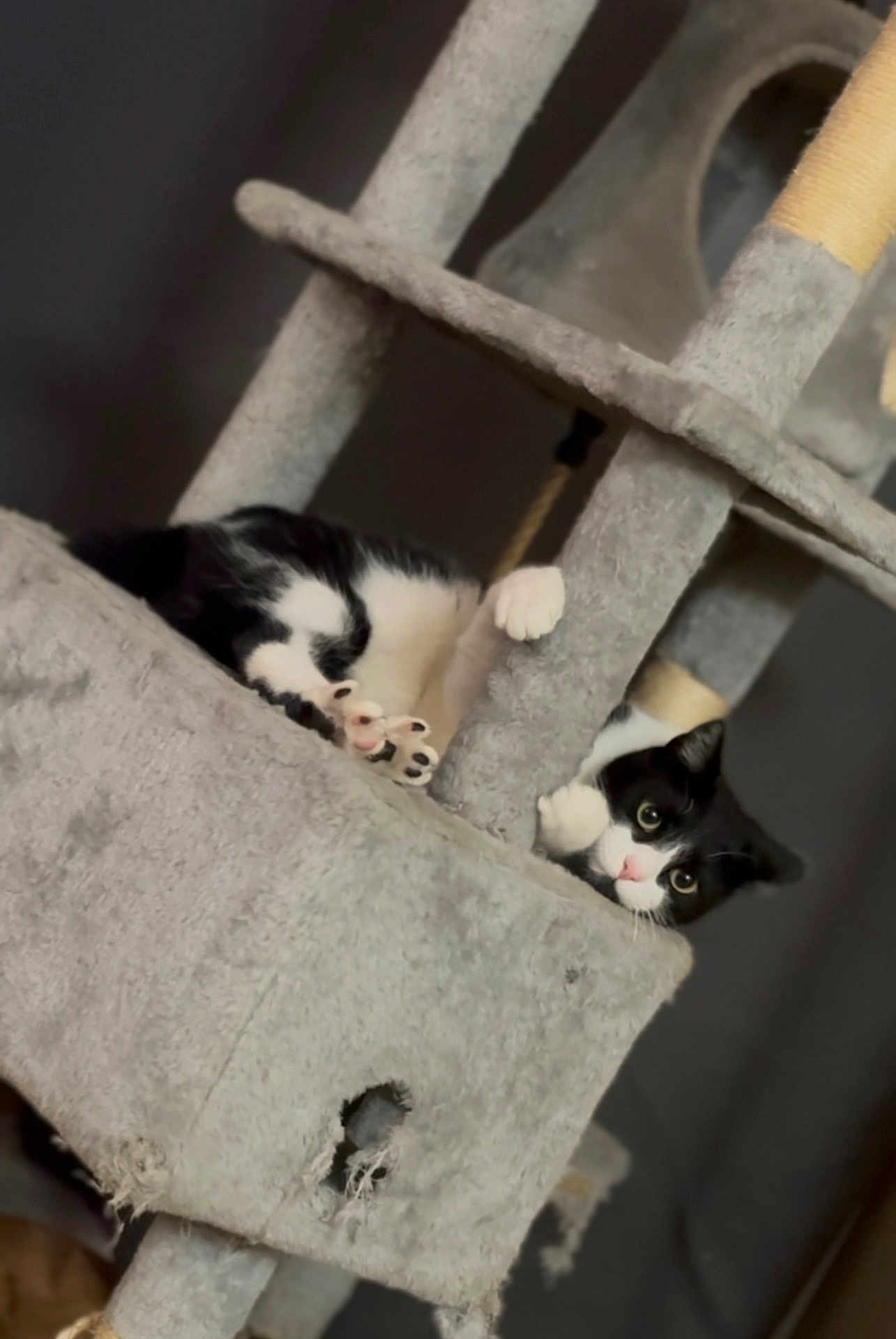 Blu is registered to the contest to win money with this photo: abyssinian, animal, armchair, blackcat, canine, cat, chair, couch, dog, furniture, homedecor, indoors, kitten, linen, manx, person, pet, shelf, siamese, sleeping