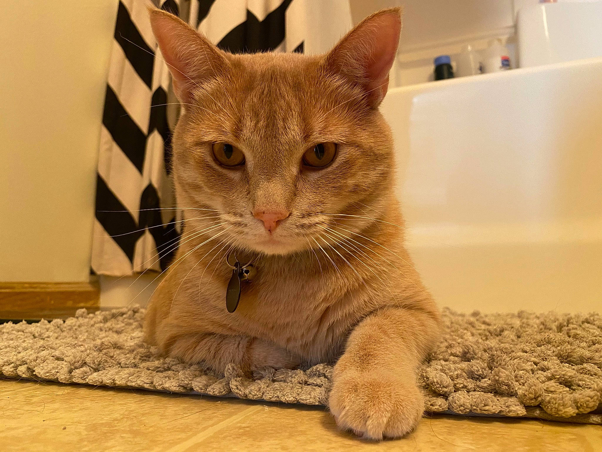 Oliver is registered to the contest to win money with this photo: aegean_cat, american_shorthair, arabian_mau, asian, australian_mist, carnivore, cat, domestic_short_haired_cat, european_shorthair, fawn, felidae, fur, kitten, mammal, paw, small_to_medium_sized_cats, snout, tabby_cat, vertebrate, whiskers