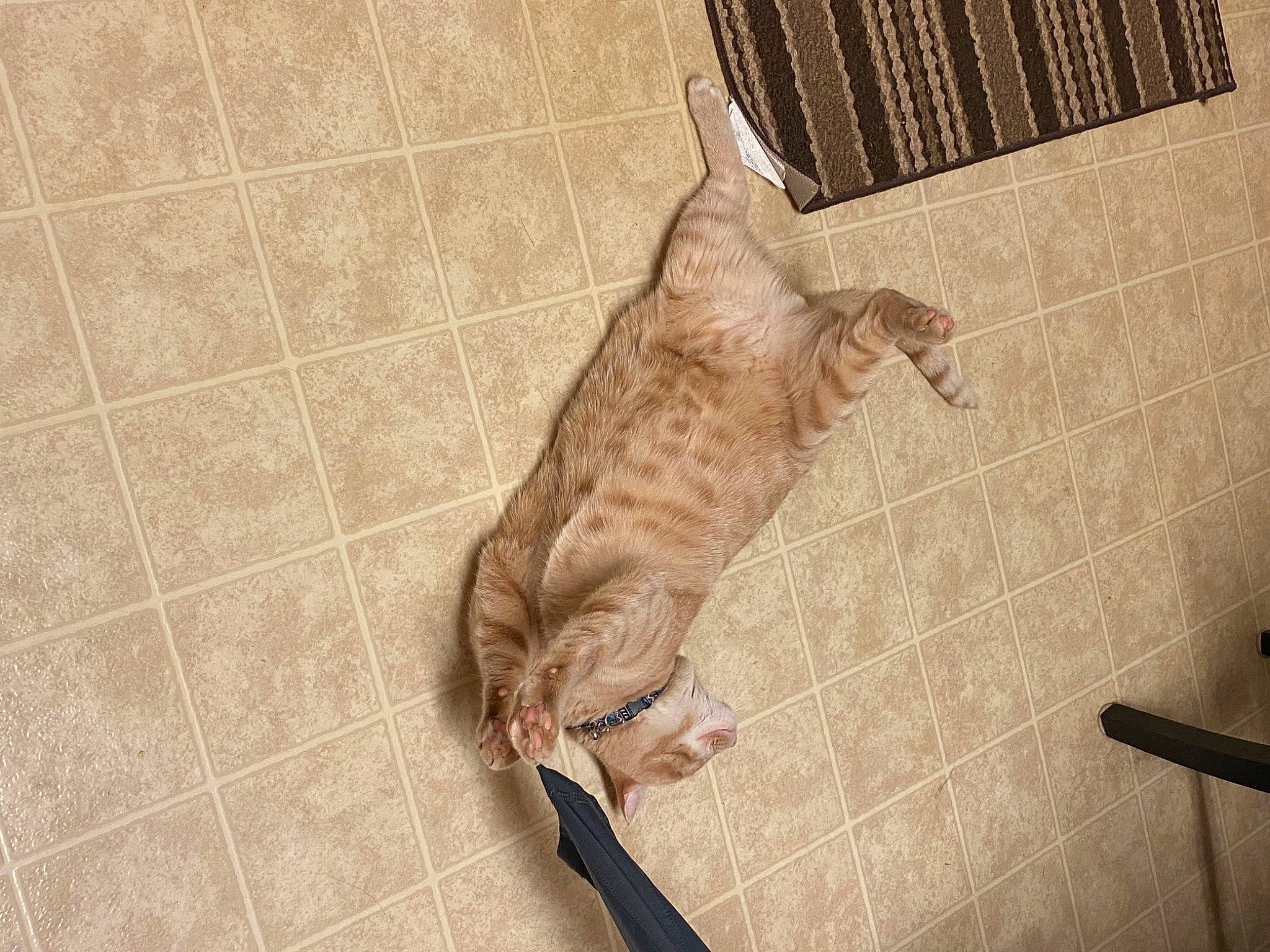 Oliver is registered to the contest to win money with this photo: carnivore, cat, domestic_short_haired_cat, european_shorthair, fawn, felidae, floor, flooring, fur, ocicat, small_to_medium_sized_cats, tabby_cat, tail, tile, whiskers