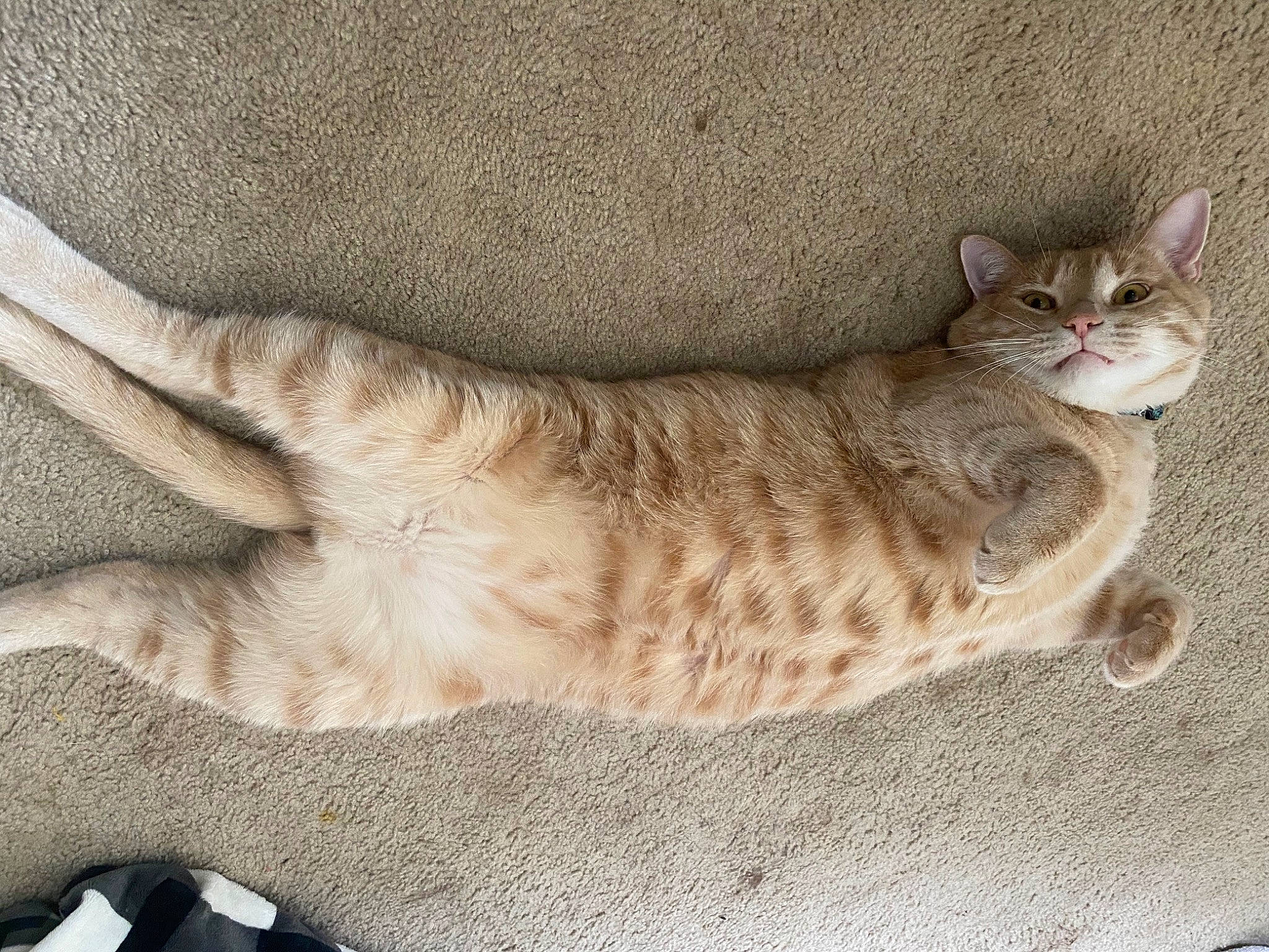 Oliver is registered to the contest to win money with this photo: arabian_mau, asian, australian_mist, bengal, carnivore, cat, domestic_short_haired_cat, dragon_li, egyptian_mau, european_shorthair, fawn, felidae, kitten, mammal, ocicat, pixie_bob, small_to_medium_sized_cats, tabby_cat, tail, whiskers