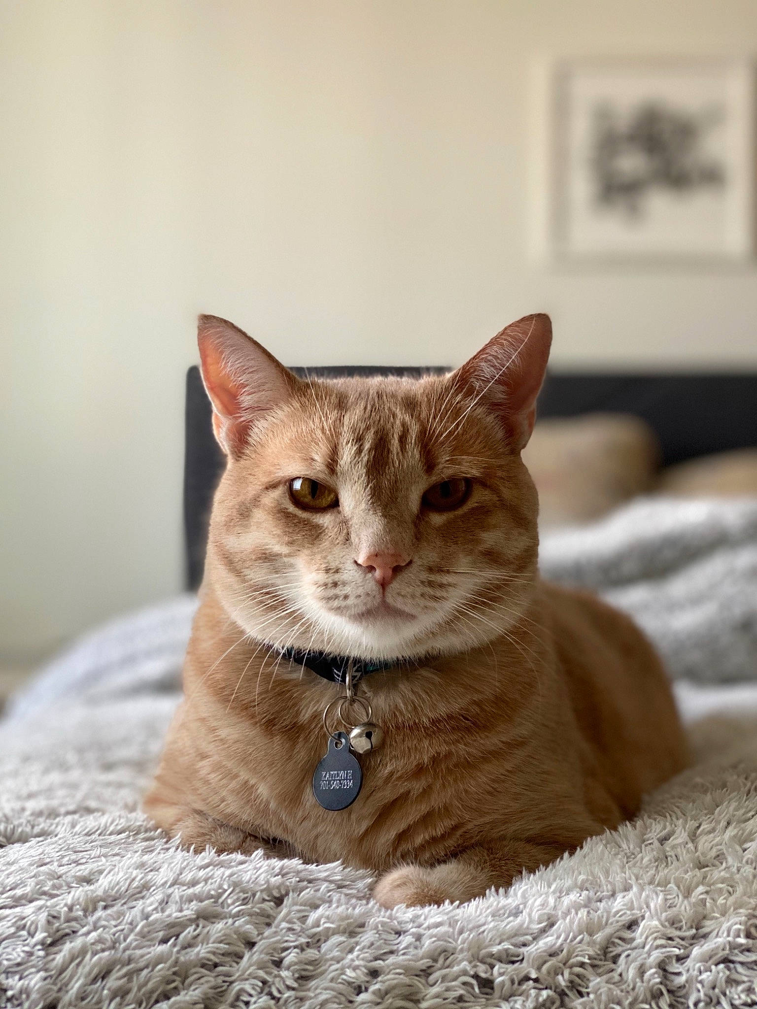 Oliver joined the competition — help win amazing prizes! abyssinian, aegean_cat, arabian_mau, asian, australian_mist, burmese, carnivore, cat, chausie, domestic_short_haired_cat, european_shorthair, fawn, felidae, german_rex, kitten, mammal, small_to_medium_sized_cats, tabby_cat, vertebrate, whiskers