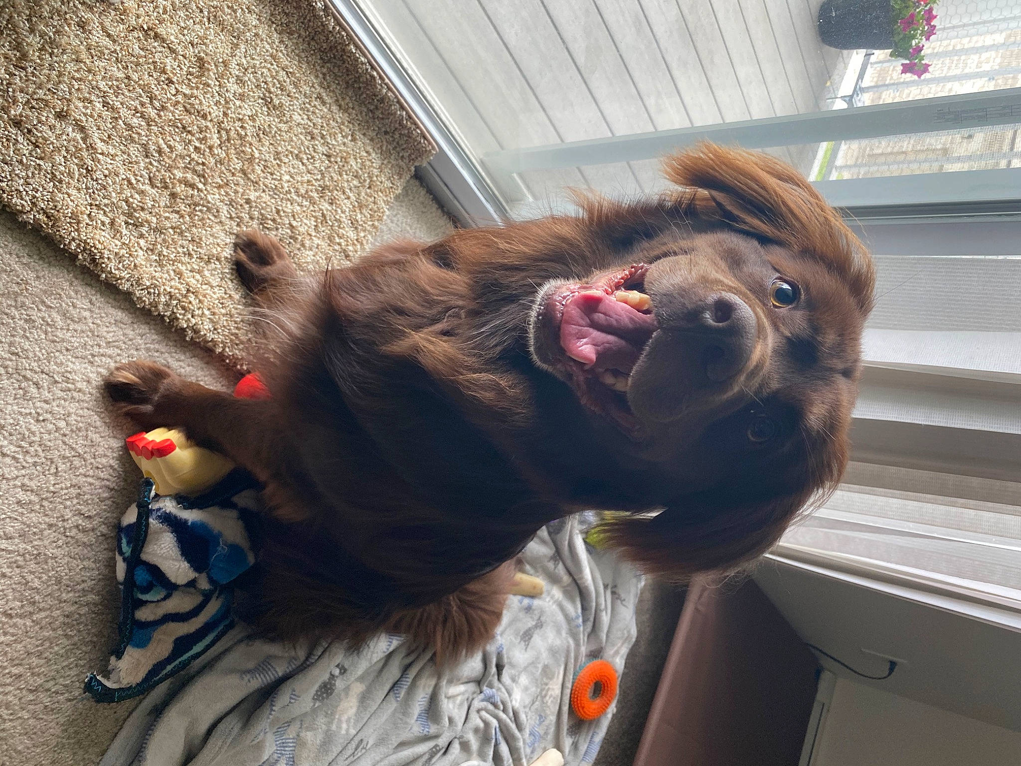 Bear joined the competition — help win amazing prizes! canidae, carnivore, dog, dog_breed, ear, fawn, liver, nose, pit_bull, selfie, snout, sporting_group