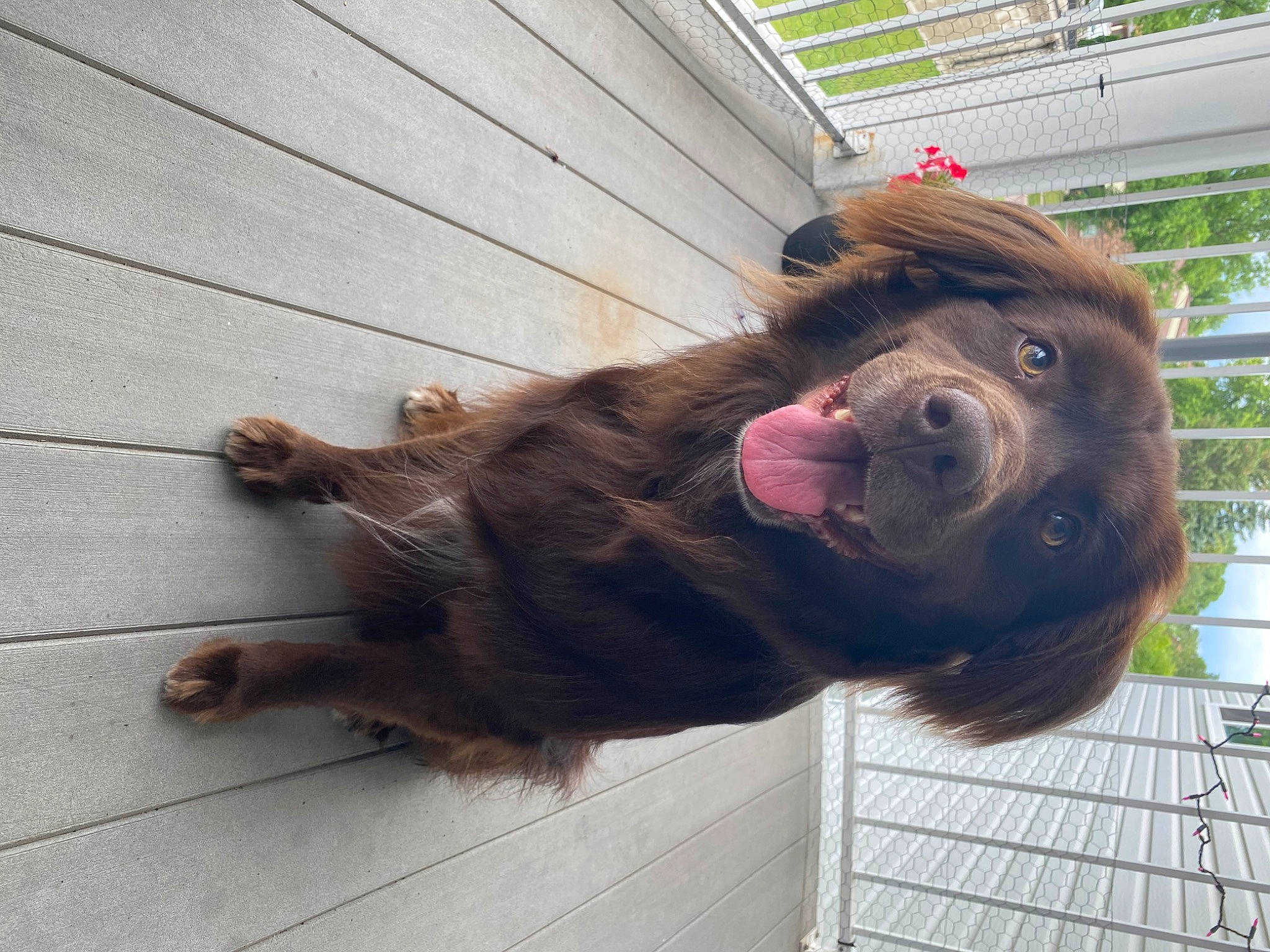 Bear is registered to the contest to win money with this photo: american_cocker_spaniel, animal_shelter, boykin_spaniel, canidae, carnivore, companion_dog, dog, dog_breed, fawn, fur, liver, mammal, newfoundland, nose, puppy, retriever, snout, spaniel, sporting_group, vertebrate