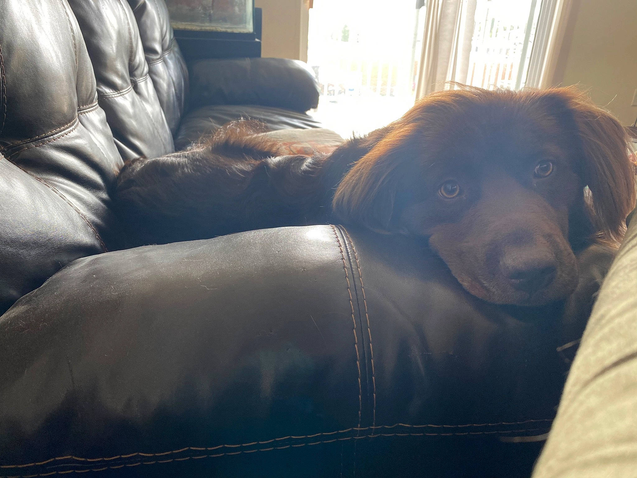 Bear is registered to the contest to win money with this photo: canidae, carnivore, chair, cloud, companion_dog, dog, dog_breed, flat_coated_retriever, fur, furniture, home, hovawart, labrador_retriever, mountain, nose, puppy, retriever, sky, snout, sporting_group