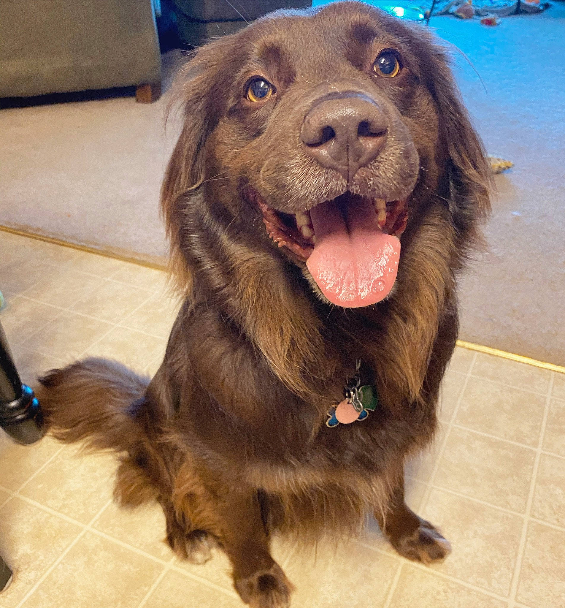 Bear joined the competition — help win amazing prizes! boykin_spaniel, canidae, carnivore, companion_dog, dog, dog_breed, flat_coated_retriever, fur, german_longhaired_pointer, german_spaniel, labrador_retriever, liver, mammal, newfoundland, retriever, snout, sporting_group, sussex_spaniel, vertebrate