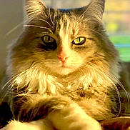 Scarlett is registered to the contest to win money with this photo: animal, cat, close_up, cozy, cute, domestic_cat, face, feline, fluffy, fur, green_eyes, indoor, looking_at_camera, mammal, pet, portrait, relaxed, resting, sunlight, whiskers