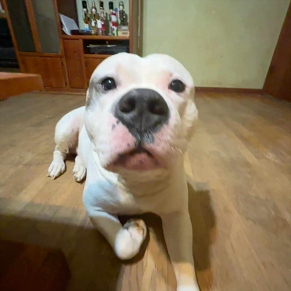 Beau