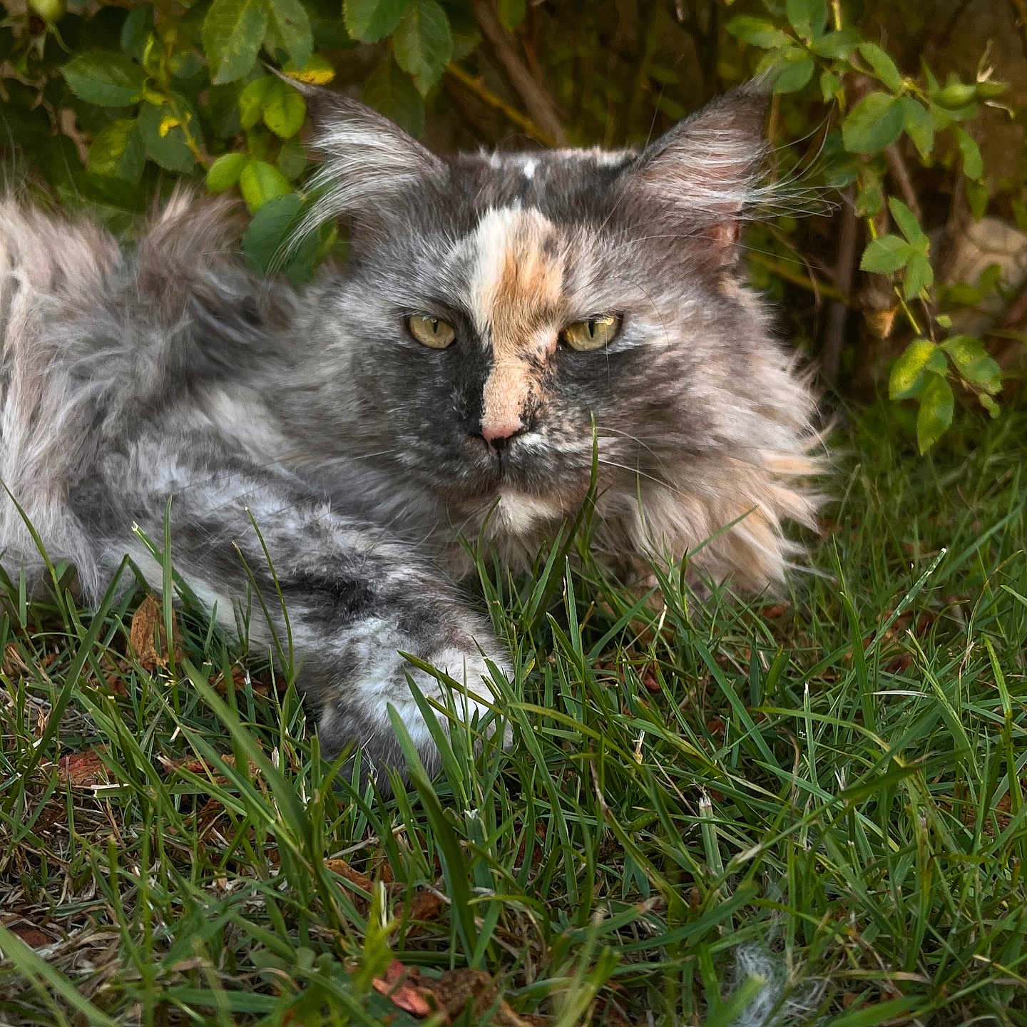 Plume participe au concours pour gagner de l'argent avec cette photo : animal, cat, close_up, ears, eyes, feline, fur, grass, greenery, leaves, long_hair, natural_light, nature, outdoor, pet, portrait, relaxed, resting, whiskers, wildlife